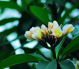 --DSC_3704.jpg
