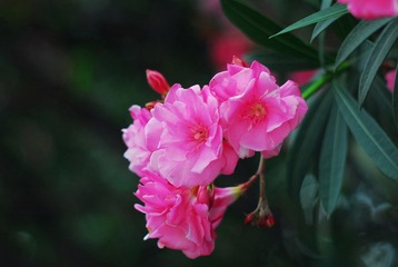 DSC_3487.JPG