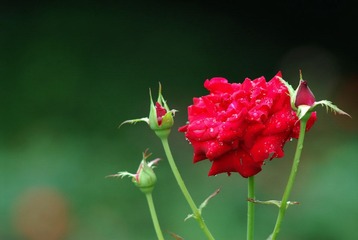 DAA_2420.jpg