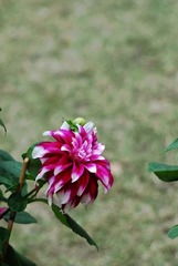 DSG_4264.jpg