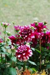DSG_4291.jpg