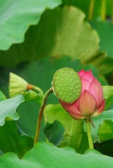 DAB_3543-1依恋-2.jpg