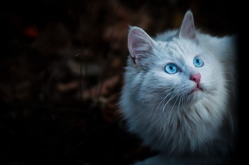 DSC_5516-2.jpg