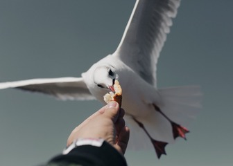 喂海鸥