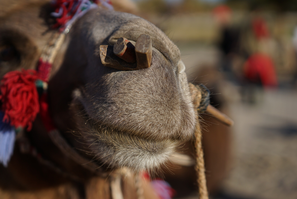 沙州骆驼 - 动物, 旅行 - 玛姬 - 图虫摄影网