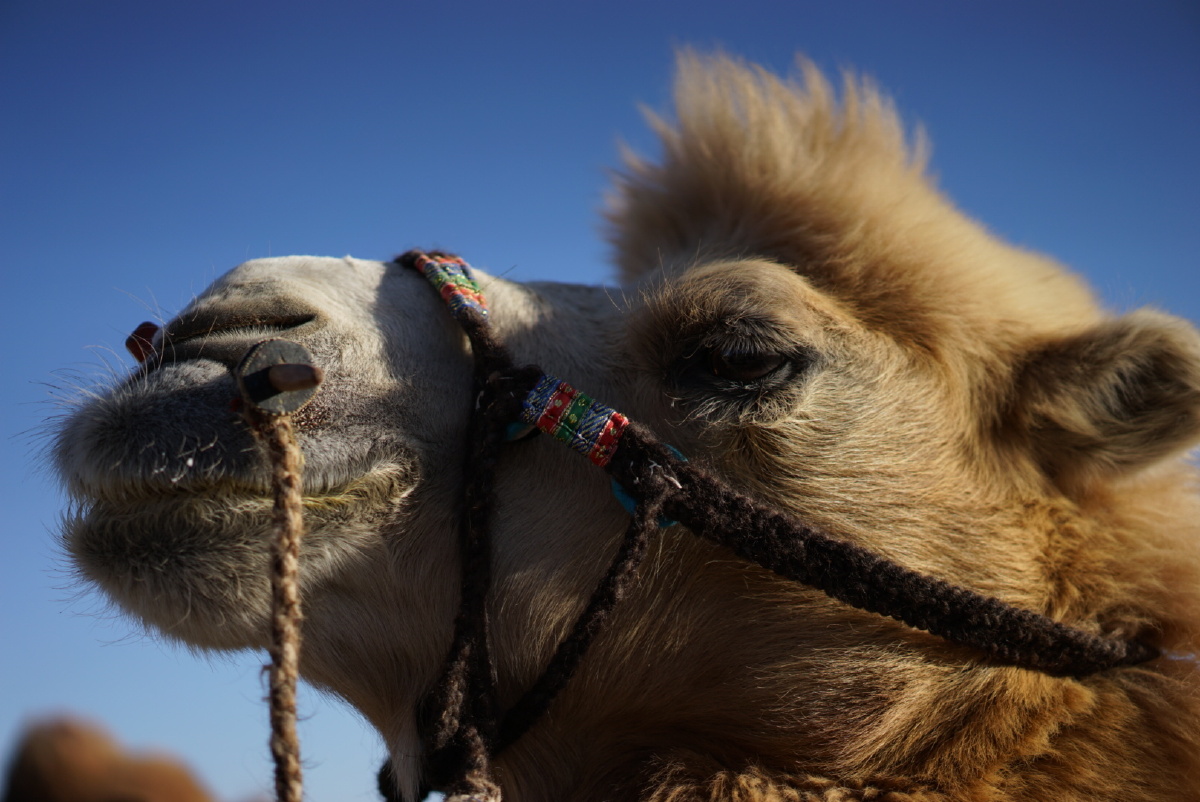 沙州骆驼 - 动物, 旅行 - 玛姬 - 图虫摄影网