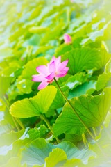 嫣然一抹28