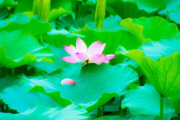 嫣然一抹10