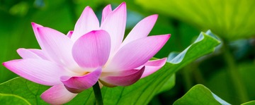 嫣然一抹16