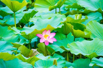 嫣然一抹4