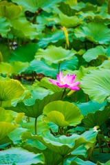 嫣然一抹5