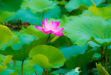 嫣然一抹7