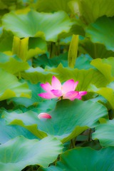 嫣然一抹8