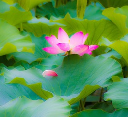 嫣然一抹9