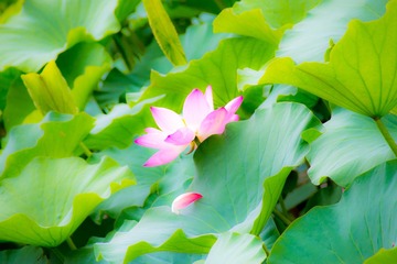 嫣然一抹11