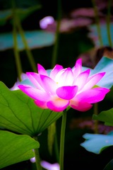 嫣然一抹12