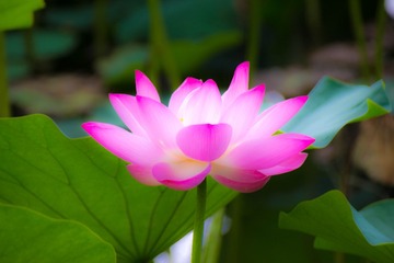 嫣然一抹13