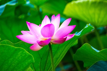 嫣然一抹14