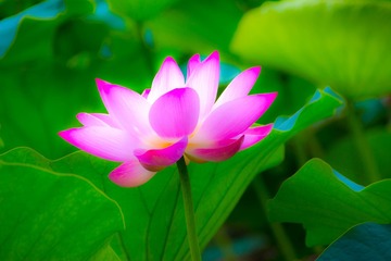嫣然一抹15