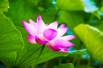嫣然一抹17