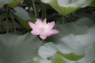 淡妆.素墨18