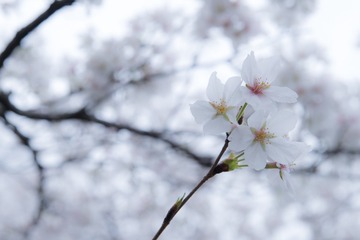 _DSC5286-4
