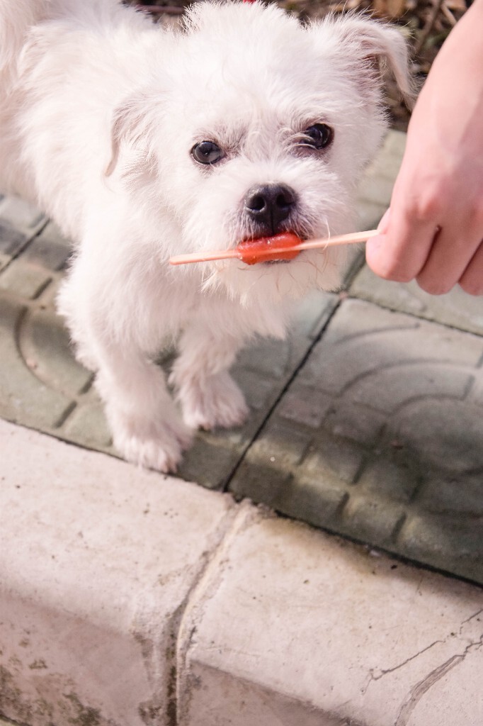 吃吃吃 没你不吃的  奔命的吃