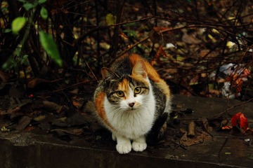 IMG_20971.JPG
