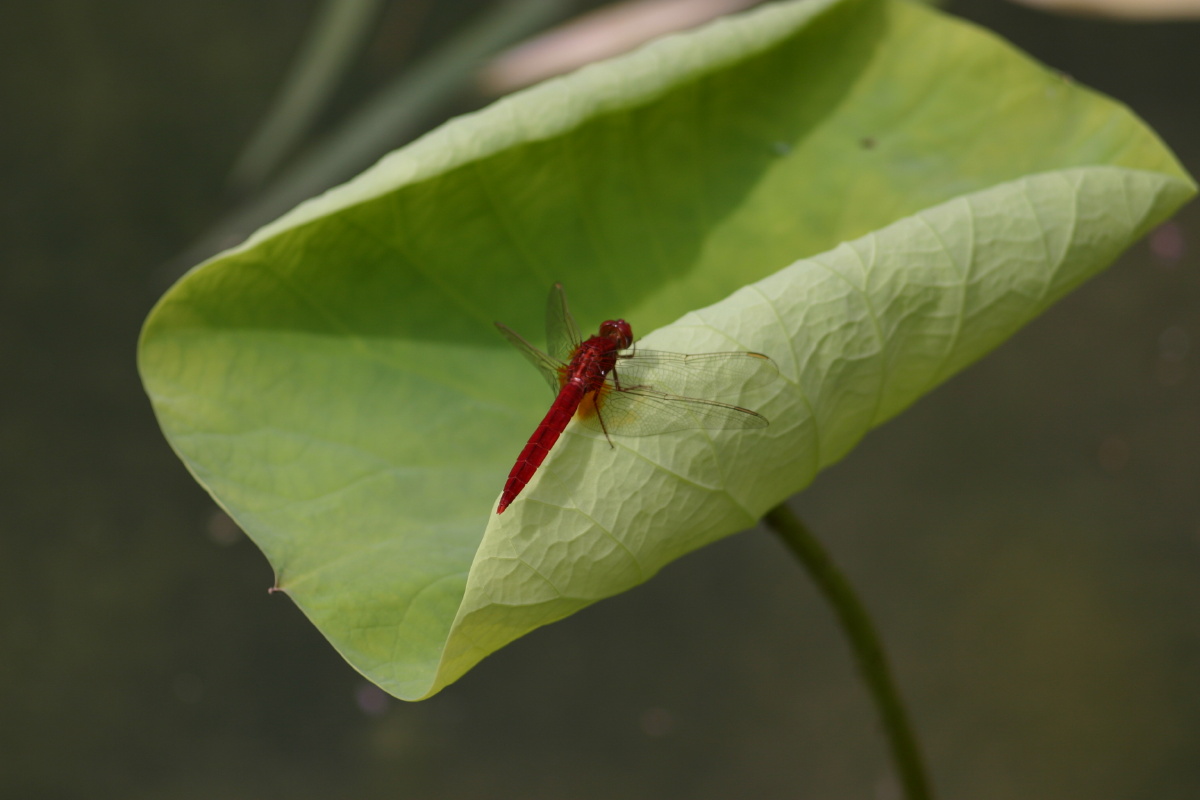 荷叶上的红蜻蜓 - oldlensvisions - 图虫