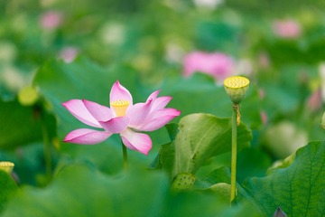 夏·荷