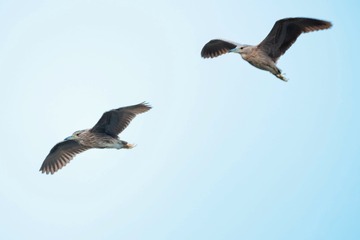 BB919DCB-0144-4432-932D-A79B2F4938AD/L0/001