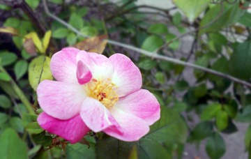 DSCN0211.jpg