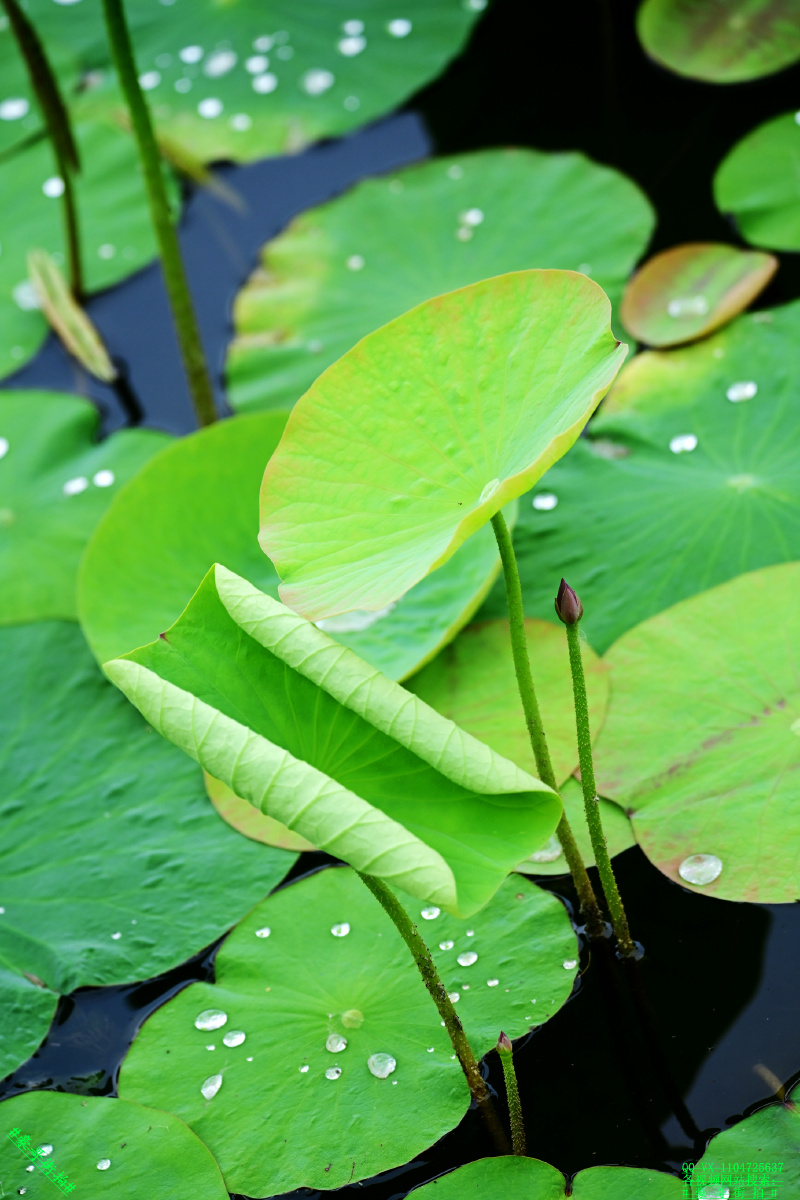 豪哥街拍小荷才露尖尖角北国小城荷塘初夏