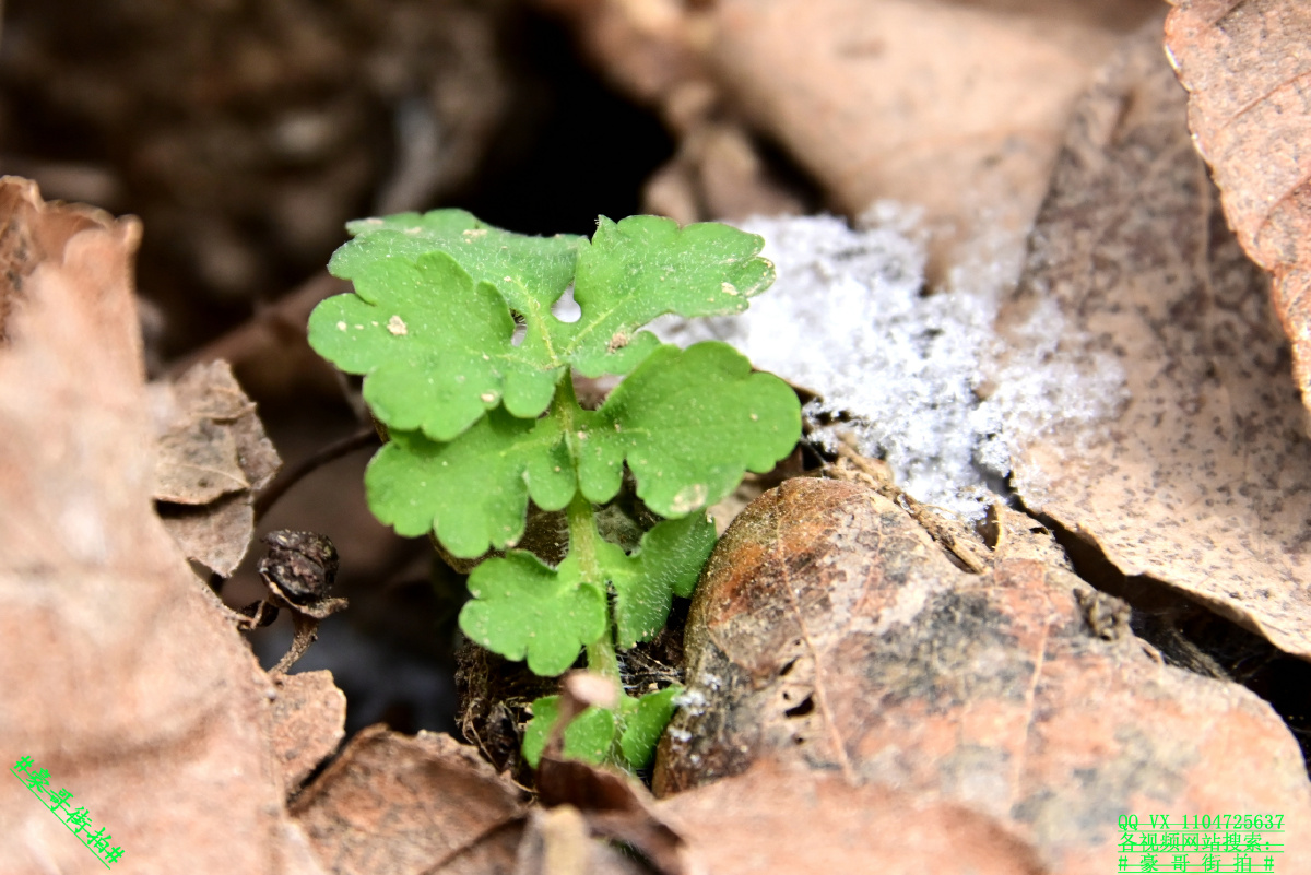 豪哥街拍破冻土而出的顽强生命力冰凌花北国小城明珠二龙山上的精灵们