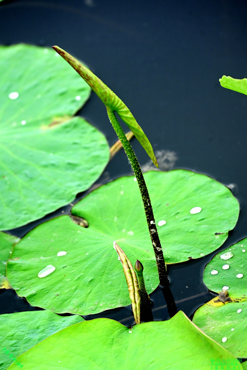 豪哥街拍小荷才露尖尖角北国小城荷塘初夏