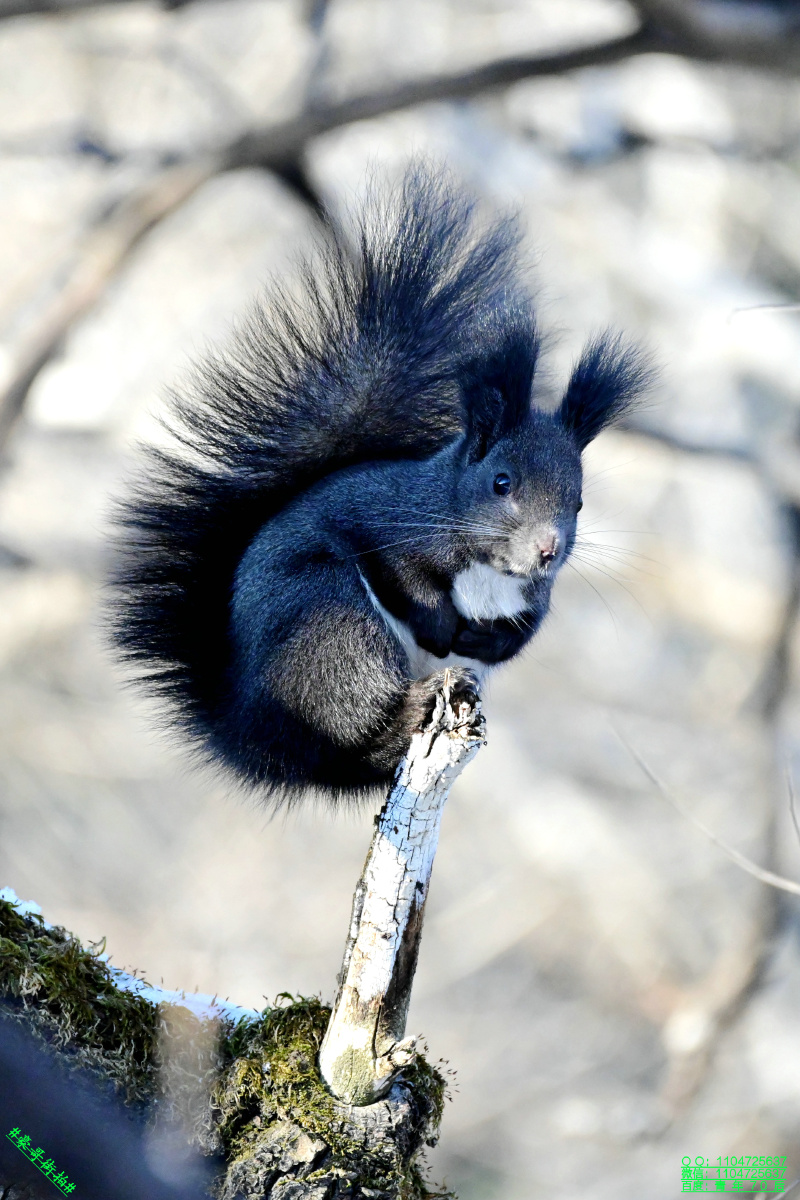 豪哥街拍清晨林间邂逅的小可爱黑松鼠北国小城明珠二龙山里的精灵们