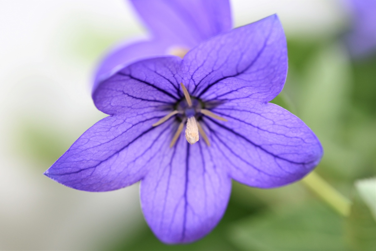 中国桔梗铃铛花