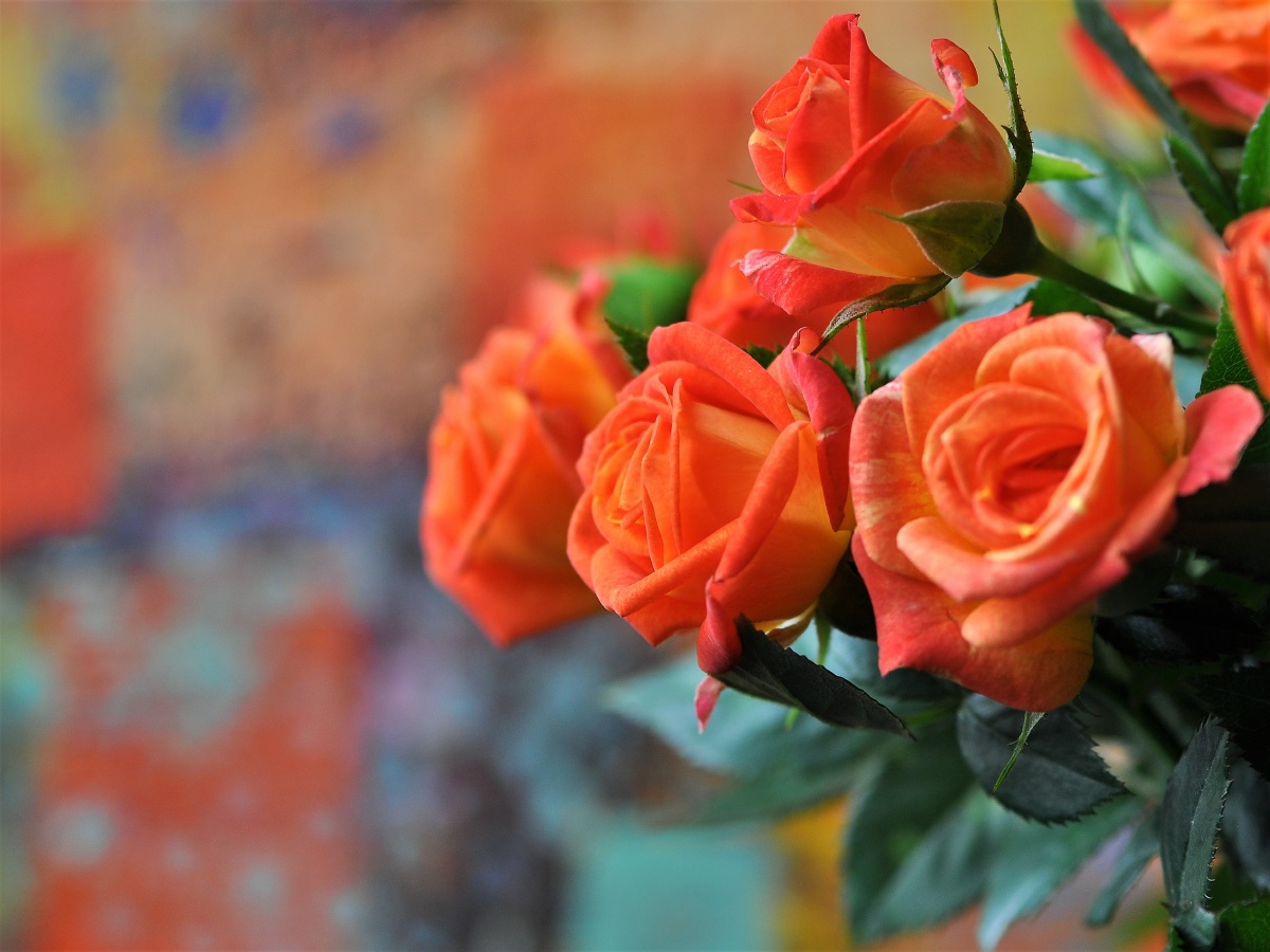 桔红色的月季花