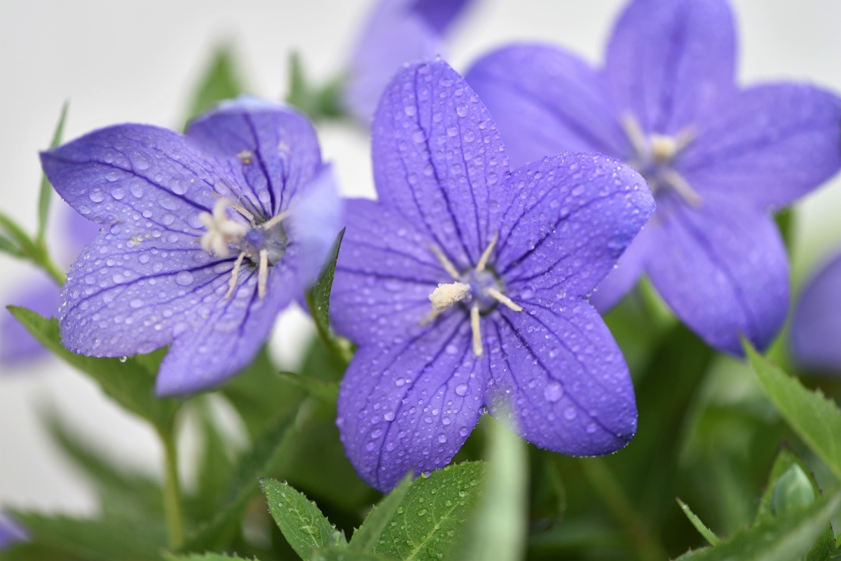 中国桔梗铃铛花