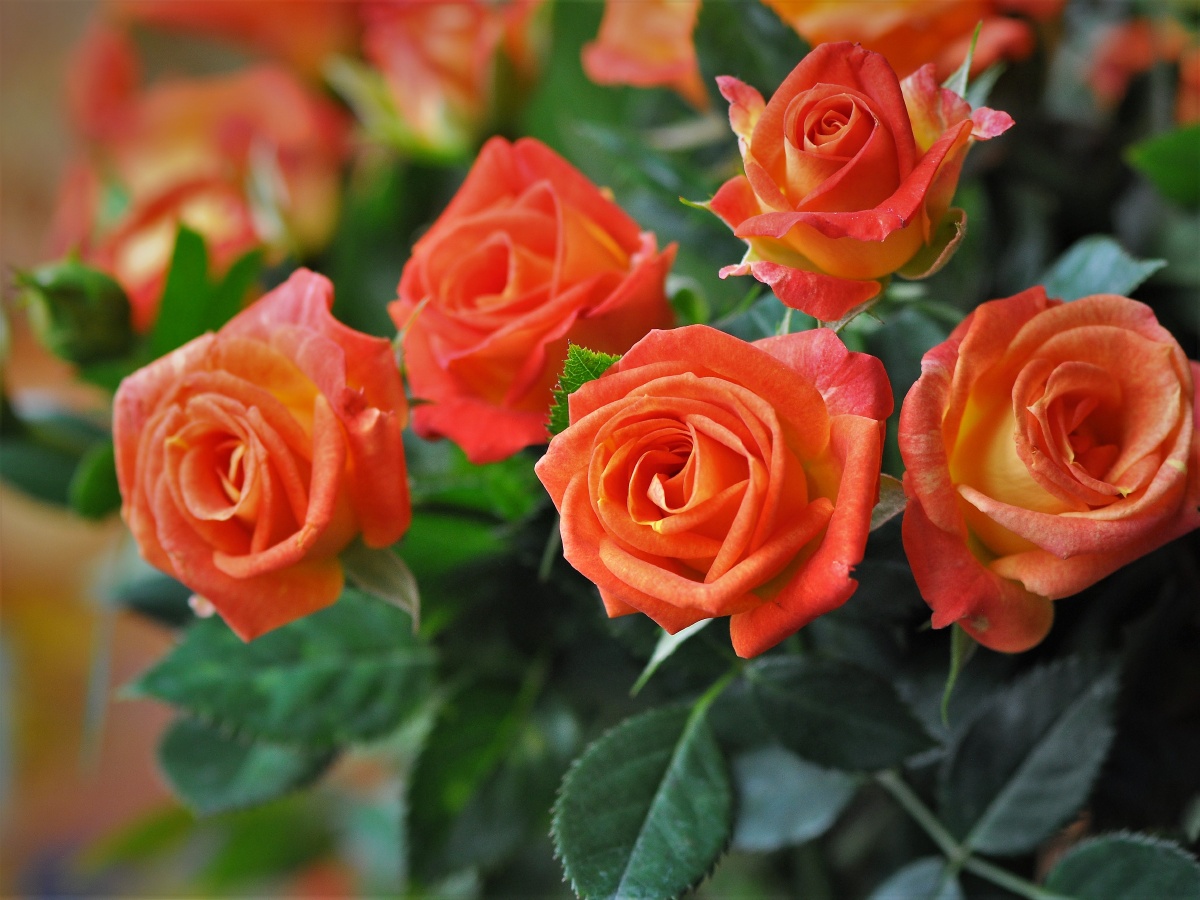 桔红色的月季花