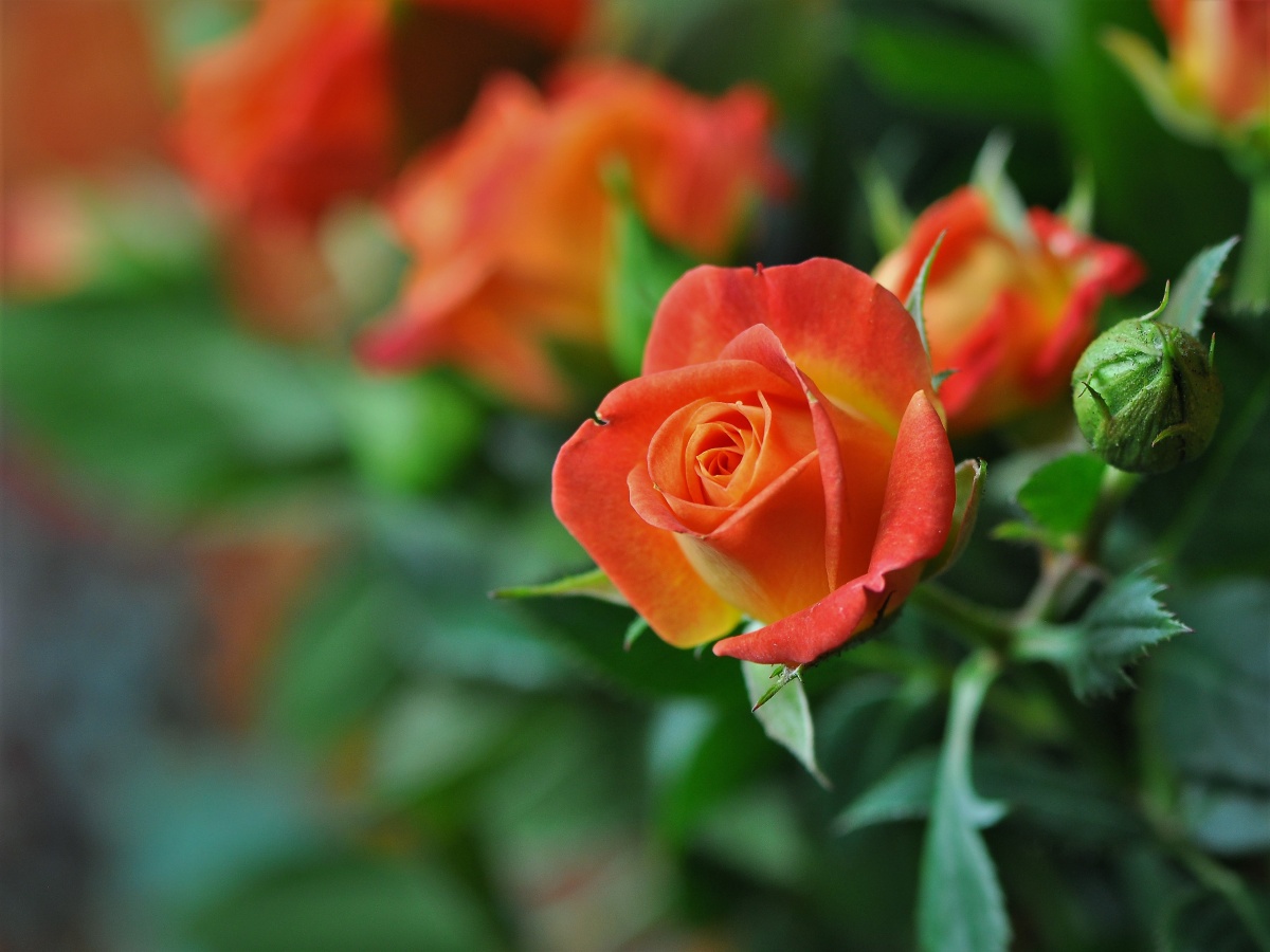 桔红色的月季花