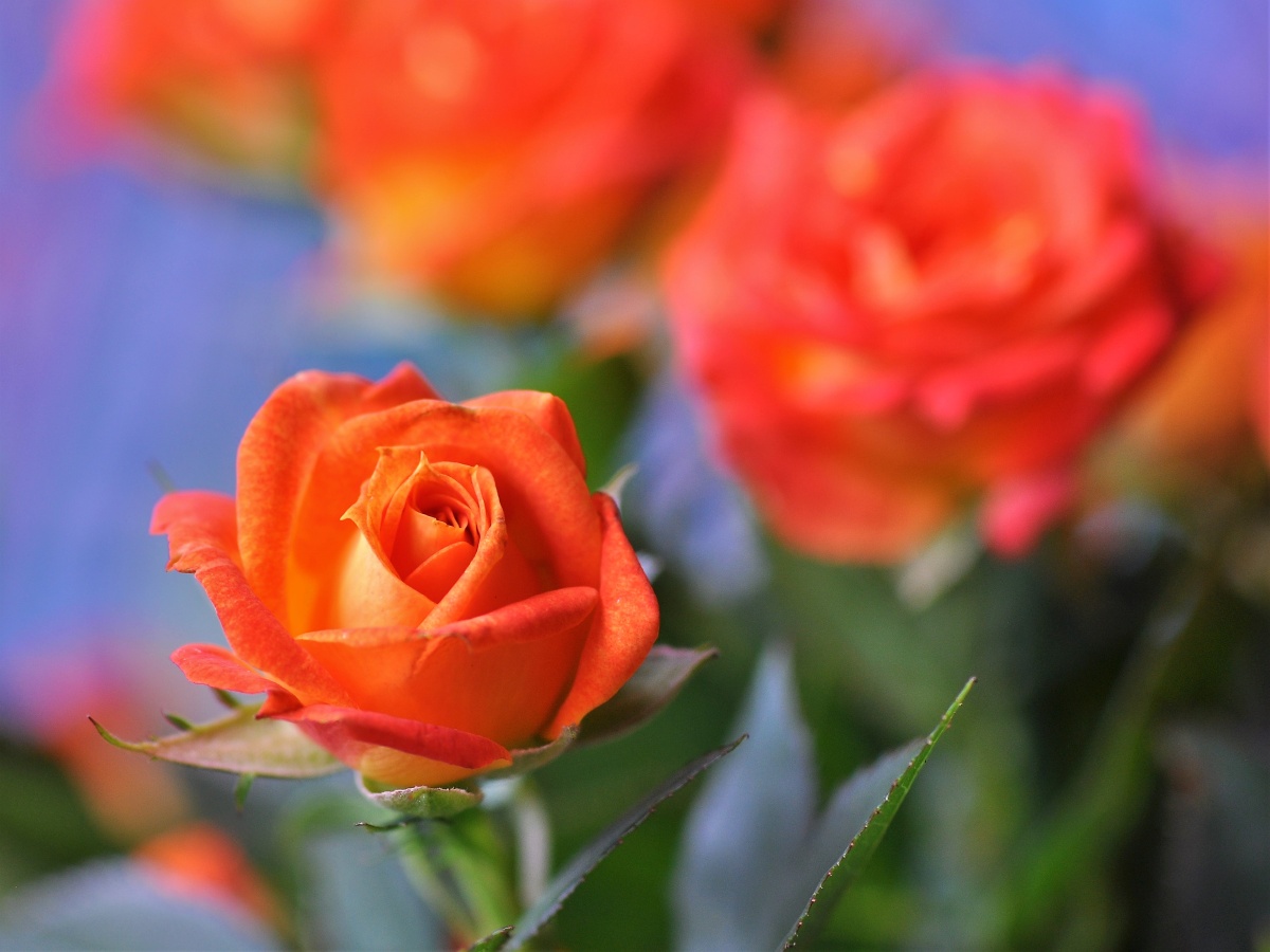 桔红色的月季花