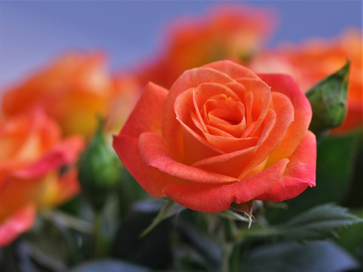 桔红色的月季花