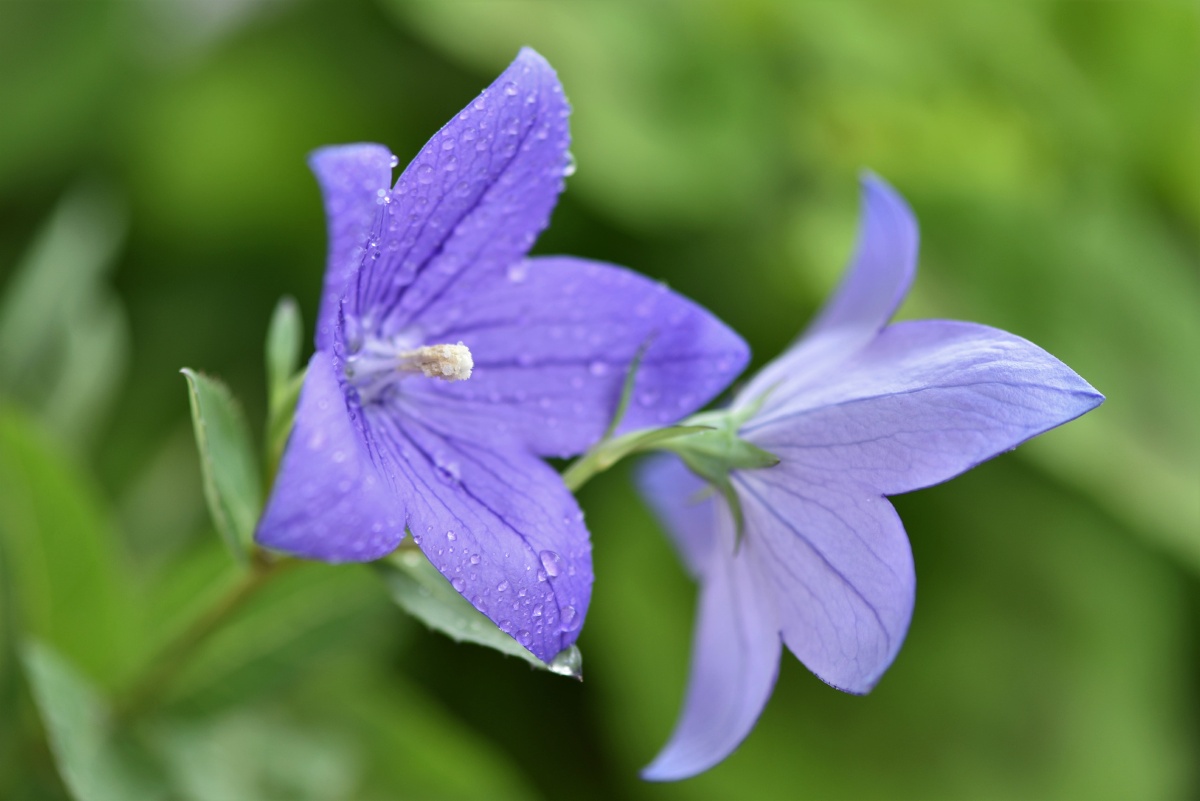 中国桔梗铃铛花