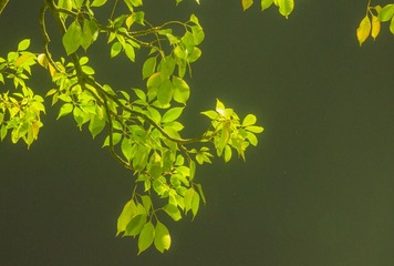 PB141585-1