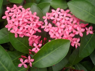 P6222438-4