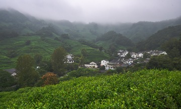 茶乡龙井村（4）