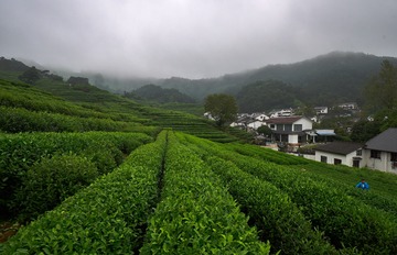 茶乡龙井村（3）