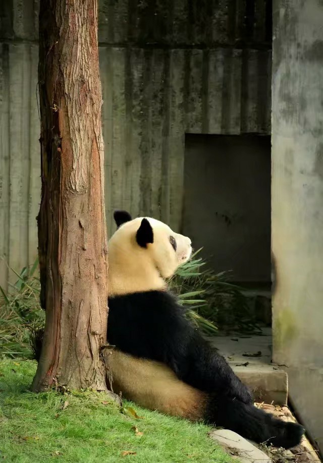 思考熊生成都大熊猫繁育研究基地里一只正在思考熊生的团子