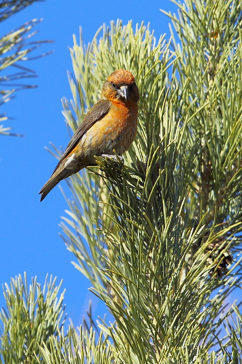 红交嘴雀别名交喙鸟青交嘴